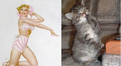 коты позируют в стиле девушек с пин-ап плакатов ,прикольные картинки,приколы